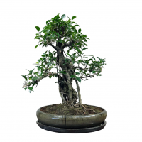 Бонсай Баньян в овальной плошке 38 лет