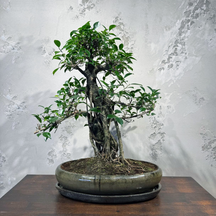Бонсай Баньян в овальной плошке 38 лет