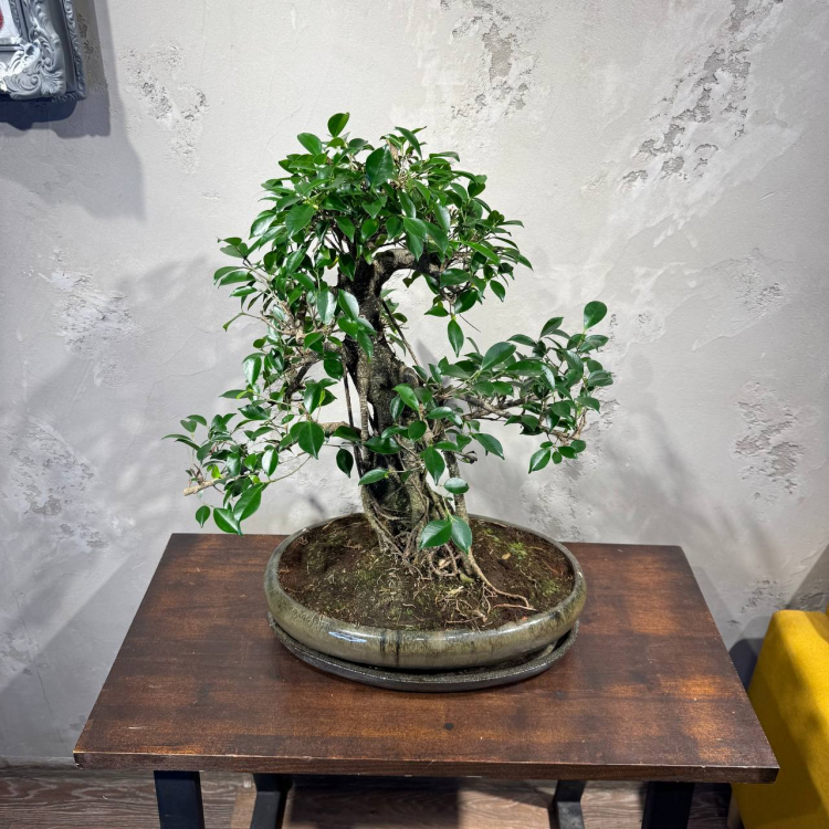 Бонсай Баньян в овальной плошке 38 лет