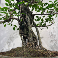 Бонсай Баньян в овальной плошке 38 лет