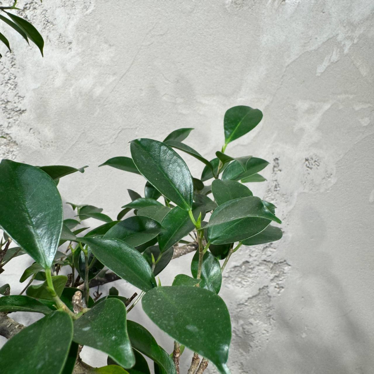 Бонсай Баньян в овальной плошке 38 лет