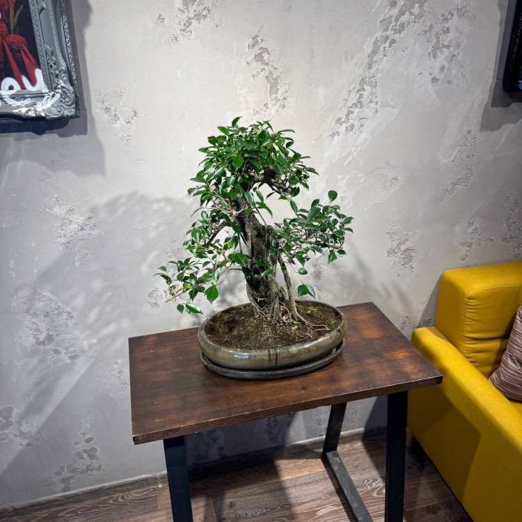 Бонсай Баньян в овальной плошке 38 лет