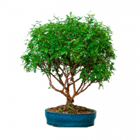 Бонсай Зантоксилум - «Японский Перец» Бонсай Зантоксилум - «Японский Перец»