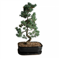 Бонсай - «Японская белая Сосна» 40 лет Бонсай - «Японская белая Сосна» 40 лет