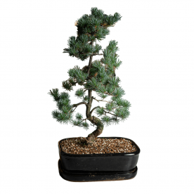 Бонсай - «Японская белая Сосна» 40 лет