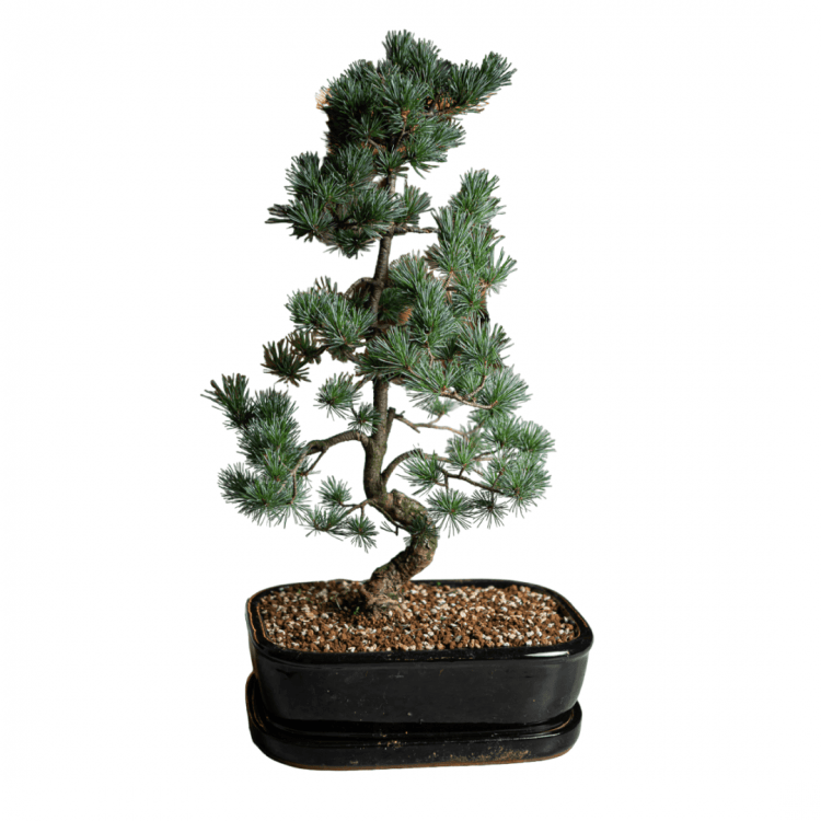 Бонсай - «Японская белая Сосна» 40 лет Бонсай - «Японская белая Сосна» 40 лет