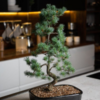 Бонсай - «Японская белая Сосна» 40 лет Бонсай - «Японская белая Сосна» 40 лет