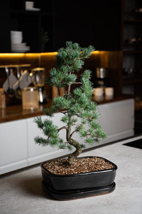 Бонсай - «Японская белая Сосна» 40 лет Бонсай - «Японская белая Сосна» 40 лет