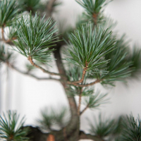 Бонсай - «Японская белая Сосна» 40 лет Бонсай - «Японская белая Сосна» 40 лет