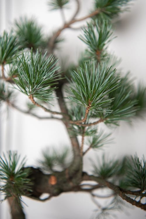 Бонсай - «Японская белая Сосна» 40 лет Бонсай - «Японская белая Сосна» 40 лет