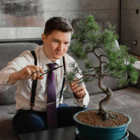 Бонсай - «Японская белая Сосна» 40 лет Бонсай - «Японская белая Сосна» 40 лет