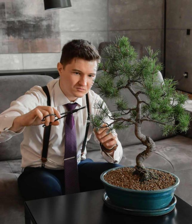 Бонсай - «Японская белая Сосна» 40 лет Бонсай - «Японская белая Сосна» 40 лет