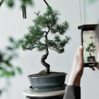Бонсай - «Японская белая Сосна» 40 лет Бонсай - «Японская белая Сосна» 40 лет