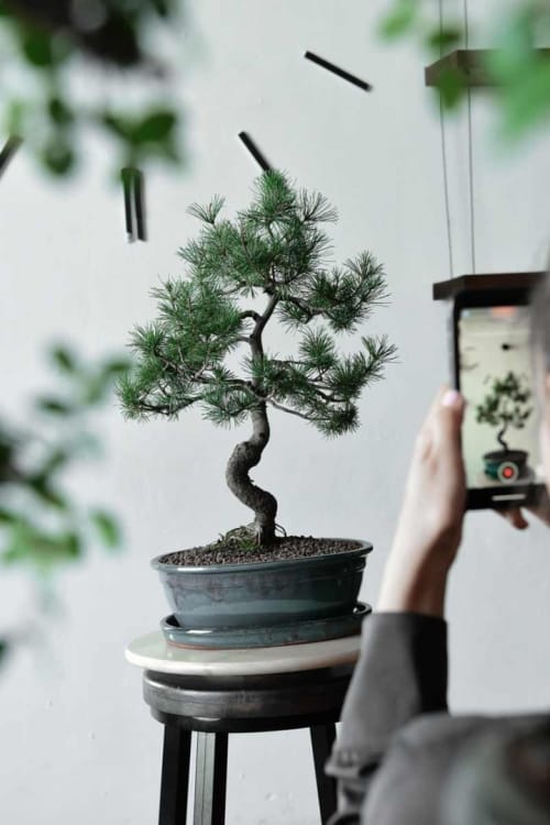 Бонсай - «Японская белая Сосна» 40 лет Бонсай - «Японская белая Сосна» 40 лет