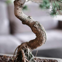 Бонсай - «Японская белая Сосна» 40 лет Бонсай - «Японская белая Сосна» 40 лет