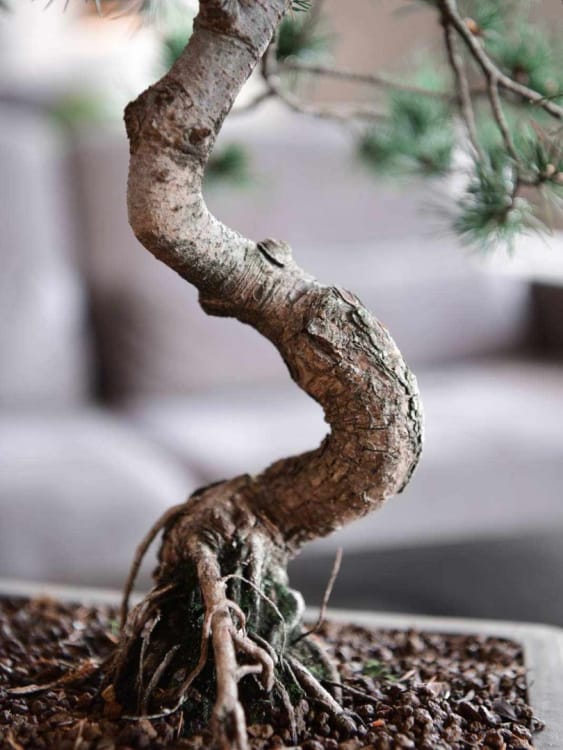 Бонсай - «Японская белая Сосна» 40 лет Бонсай - «Японская белая Сосна» 40 лет