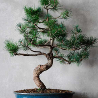 Бонсай - «Японская белая Сосна» 40 лет Бонсай - «Японская белая Сосна» 40 лет