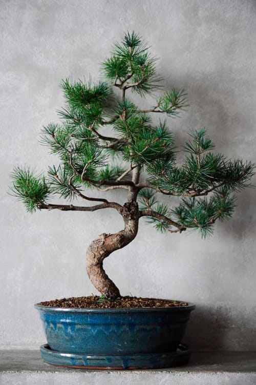 Бонсай - «Японская белая Сосна» 40 лет Бонсай - «Японская белая Сосна» 40 лет