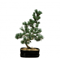 Бонсай  -  Японская Белая Сосна 25 лет