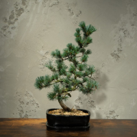 Бонсай  -  Японская Белая Сосна 25 лет