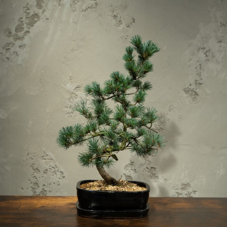 Бонсай  -  Японская Белая Сосна 25 лет
