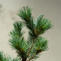 Бонсай  -  Японская Белая Сосна 25 лет