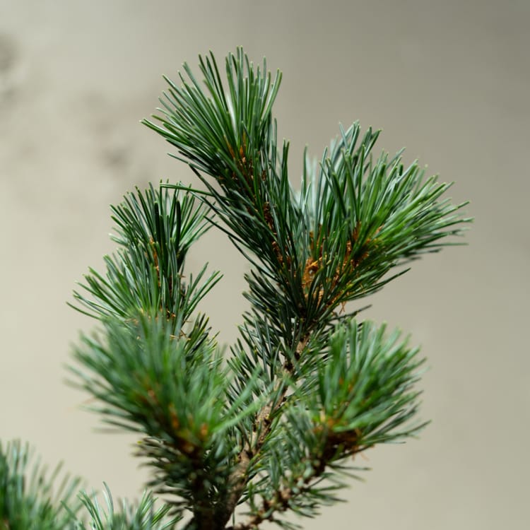 Бонсай  -  Японская Белая Сосна 25 лет