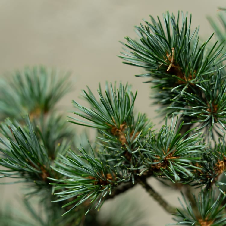 Бонсай  -  Японская Белая Сосна 25 лет