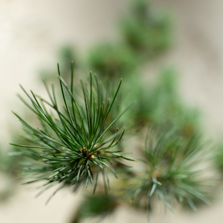 Бонсай  -  Японская Белая Сосна 25 лет