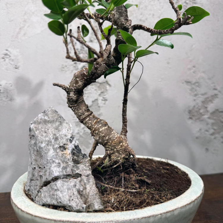 Бонсай Баньян со скалой 20 лет