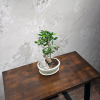 Бонсай Баньян со скалой 20 лет