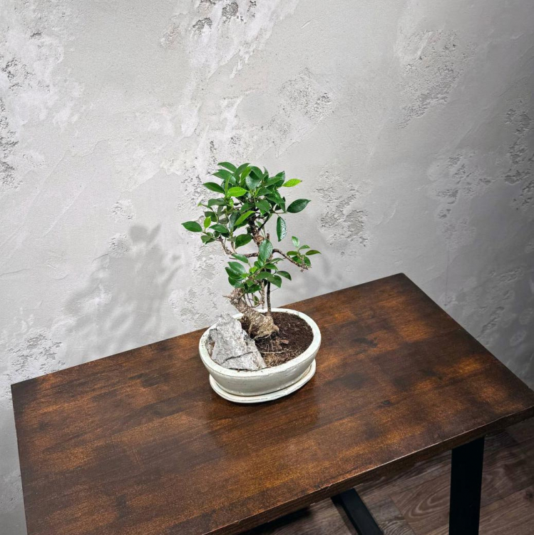 Бонсай Баньян со скалой 20 лет