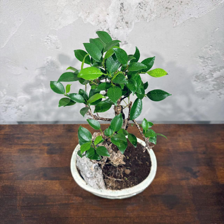 Бонсай Баньян со скалой 20 лет