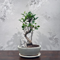 Бонсай Баньян со скалой 20 лет