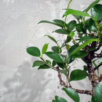 Бонсай Баньян со скалой 20 лет