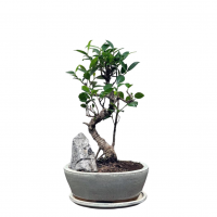 Бонсай Баньян со скалой 20 лет