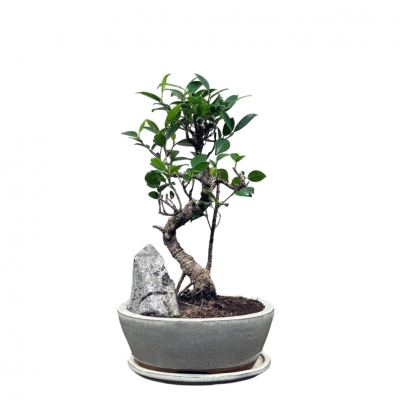 Бонсай Баньян со скалой 20 лет