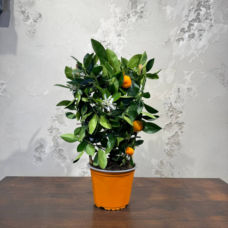 Цитрус Каламондин D15