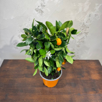 Цитрус Каламондин D15