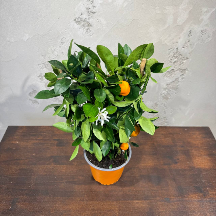 Цитрус Каламондин D15