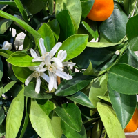 Цитрус Каламондин D15