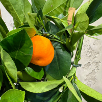 Цитрус Каламондин D15