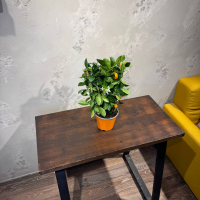 Цитрус Каламондин D15