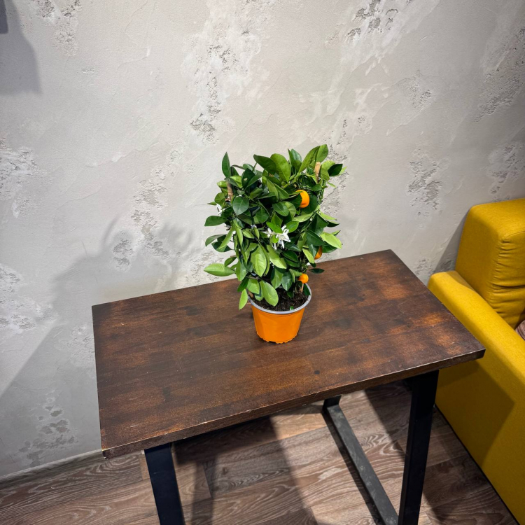 Цитрус Каламондин D15