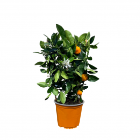 Цитрус Каламондин D15