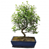 Бонсай Зантоксилум 20 лет Бонсай Зантоксилум 20 лет