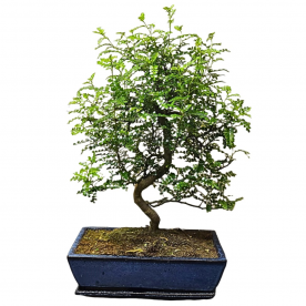 Бонсай Зантоксилум 20 лет