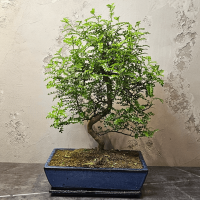 Бонсай Зантоксилум 20 лет Бонсай Зантоксилум 20 лет