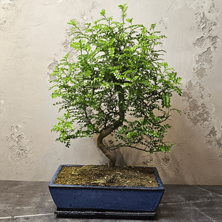 Бонсай Зантоксилум 20 лет Бонсай Зантоксилум 20 лет
