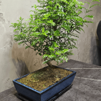 Бонсай Зантоксилум 20 лет Бонсай Зантоксилум 20 лет
